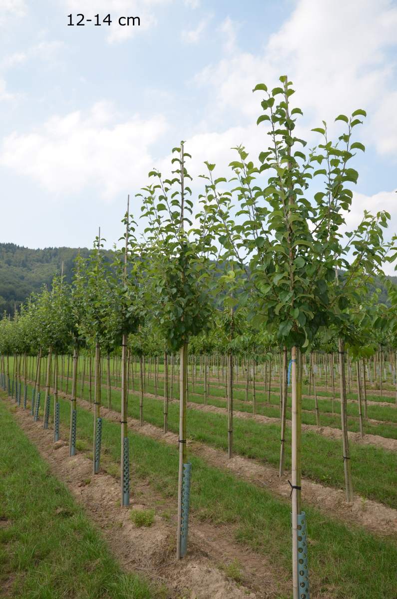 Hochstamm 12-14 cm
