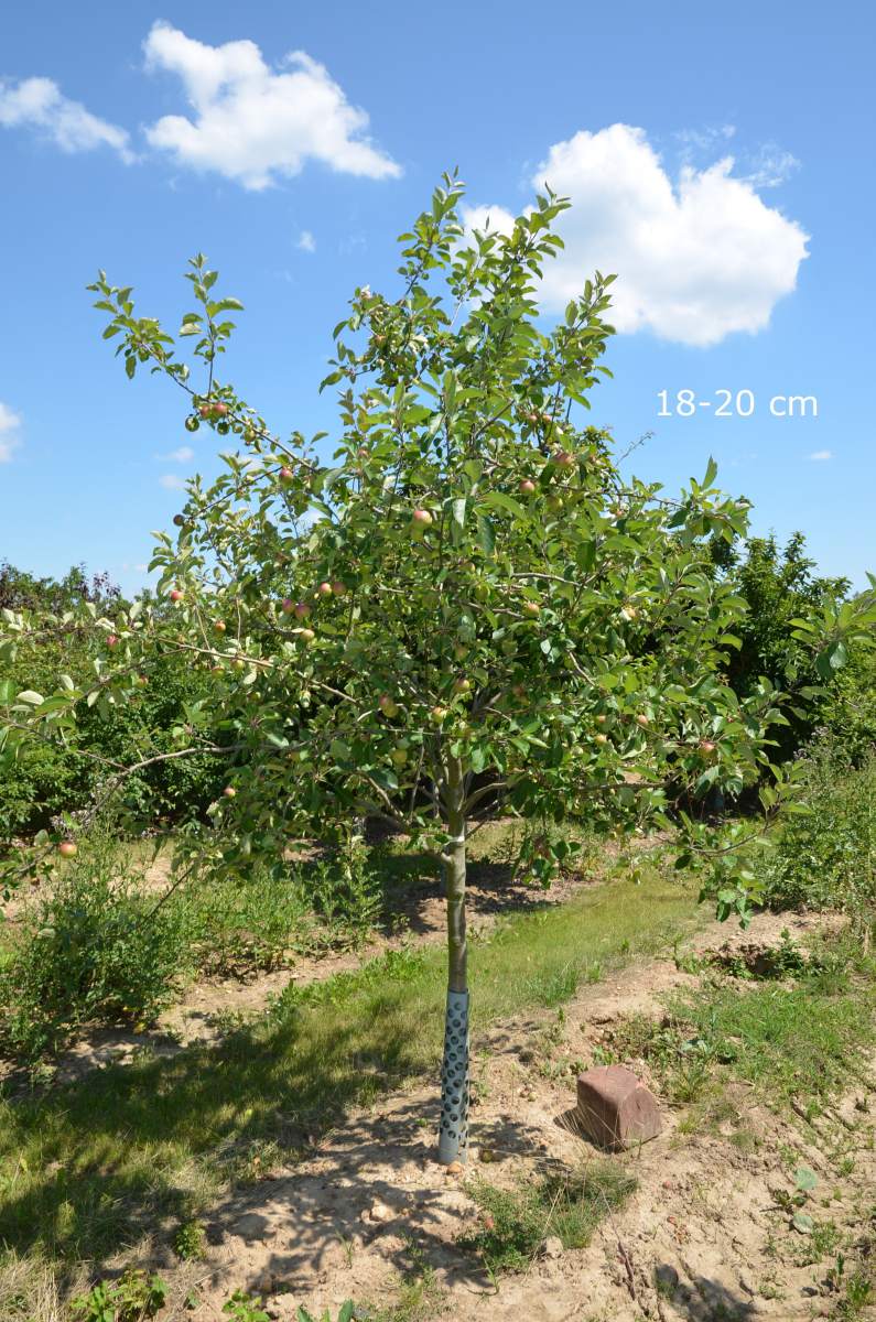 James Grieve als Baum Apfel großer