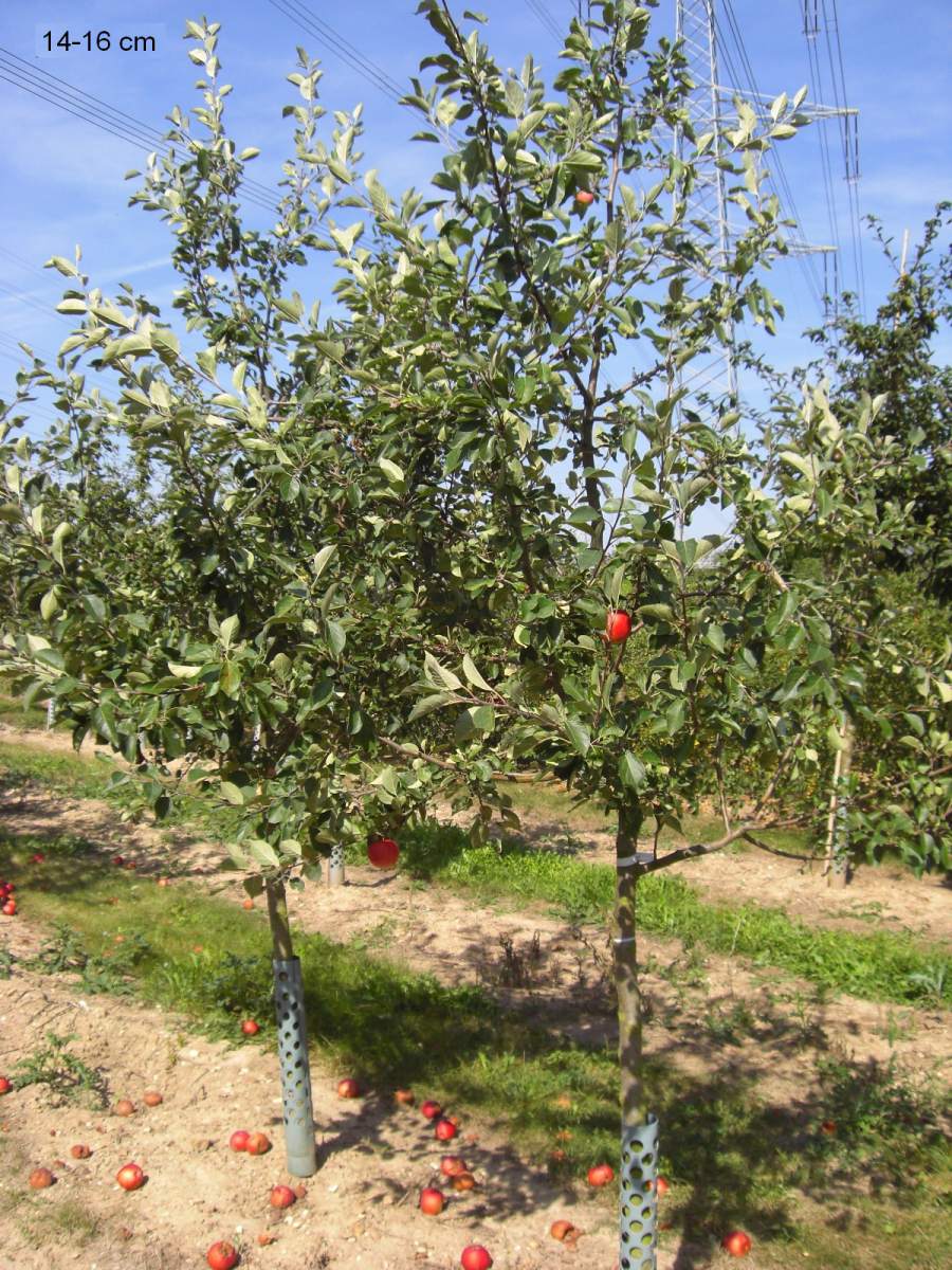 Apfel James Grieve als großer Baum