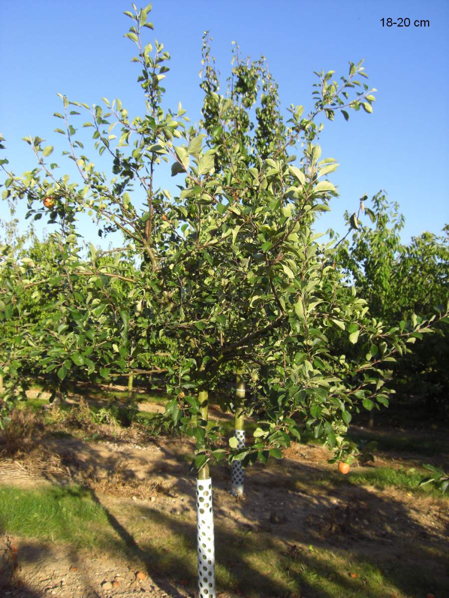 großer Baum Grieve Apfel als James