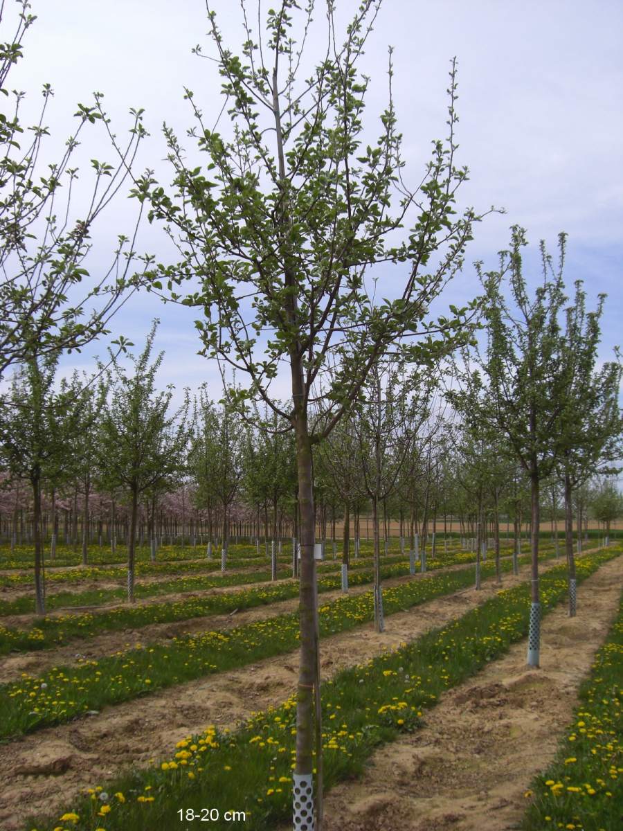 Apfel: Ontario