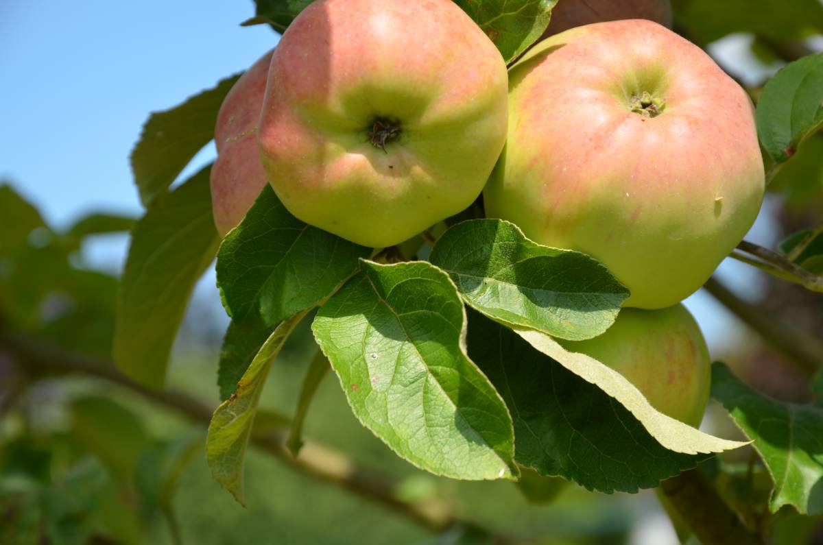 Apfel Ontario