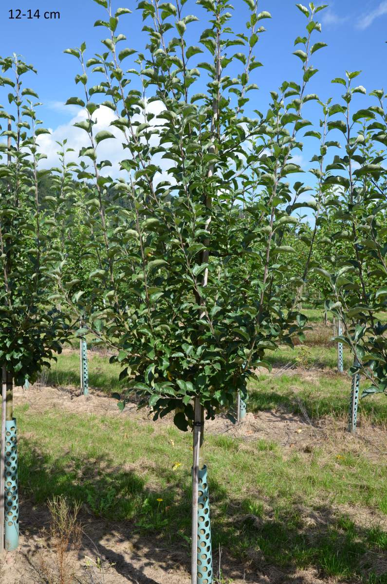 Apfel Ontario
