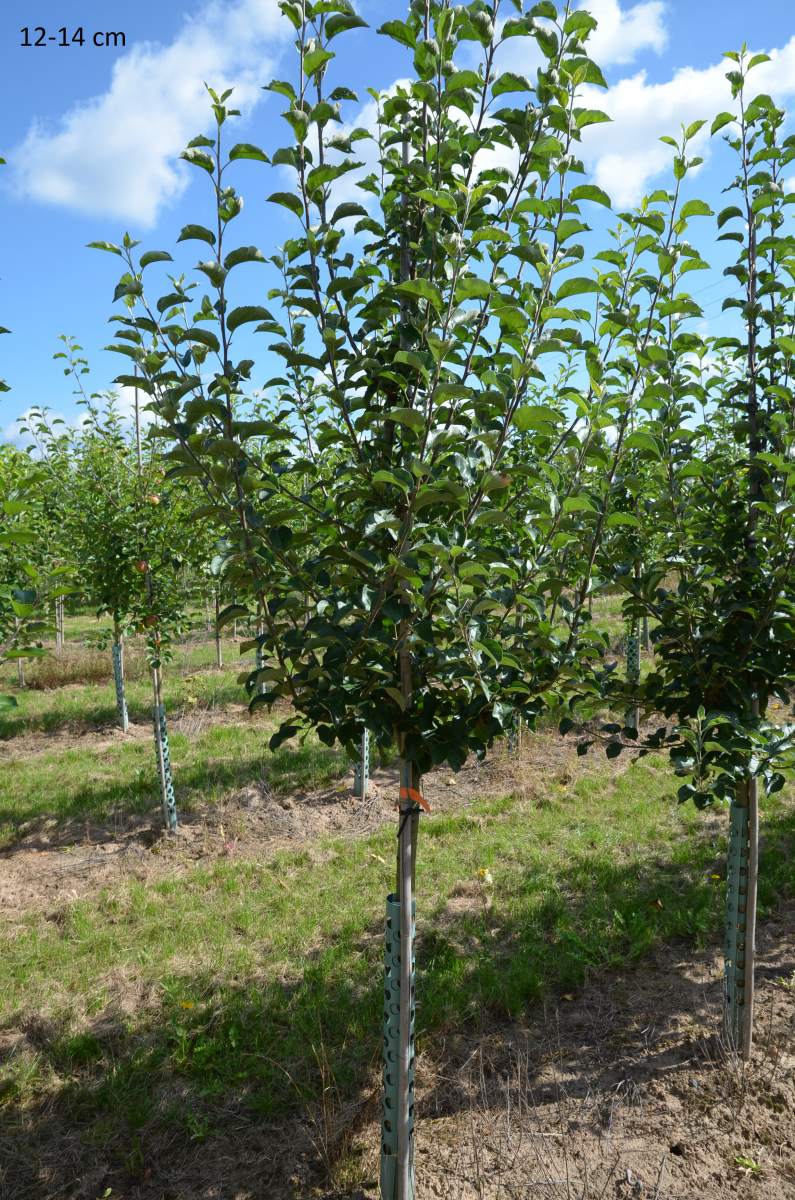 Apfel Ontario