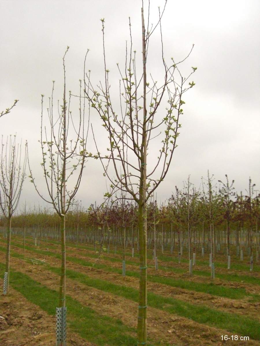 Apfel Ontario