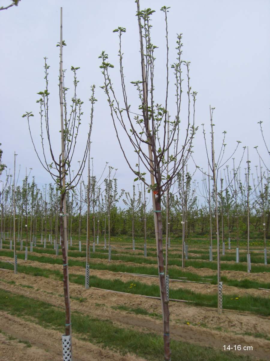 Apfel Ontario