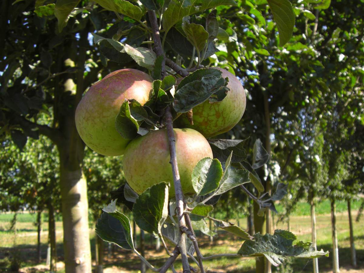 Apfel Ontario