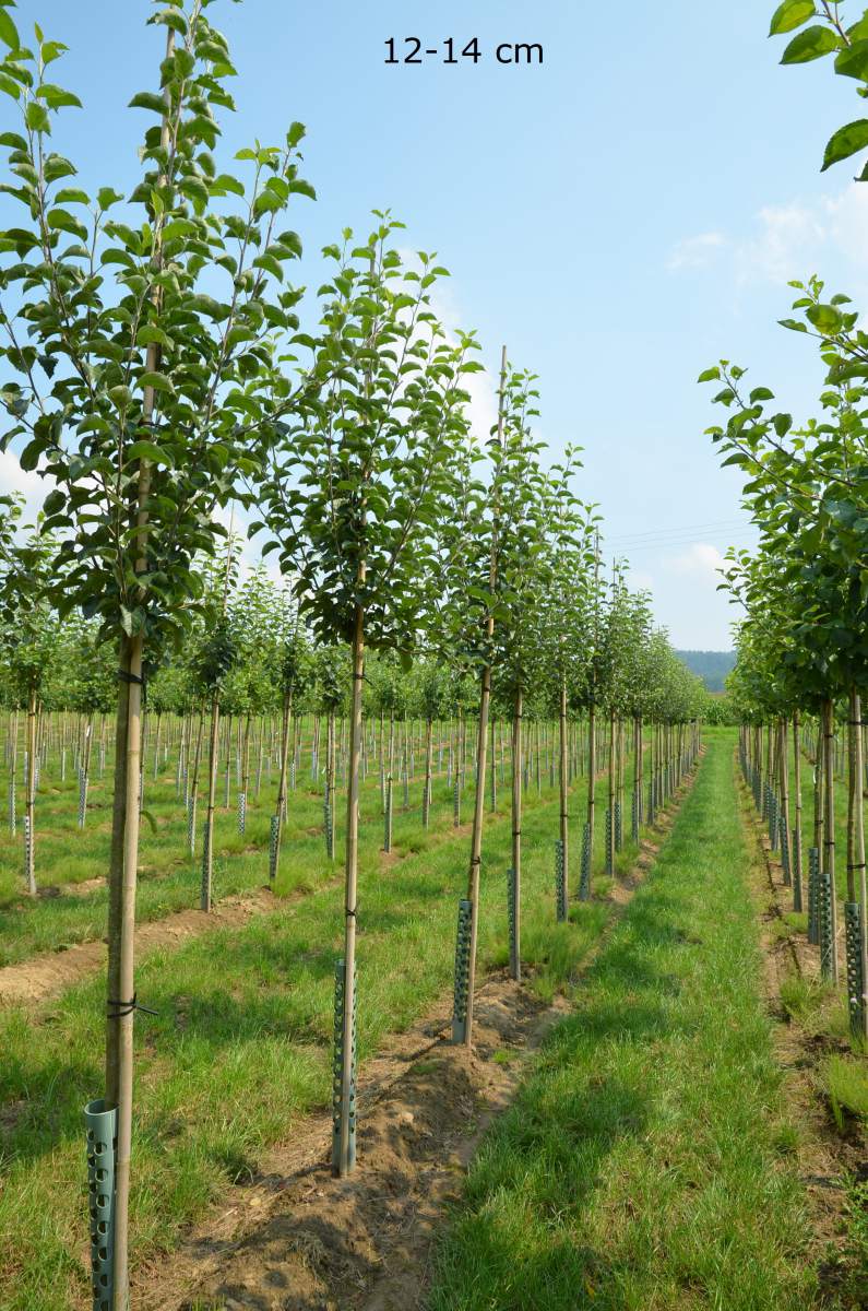 Apfel Ontario