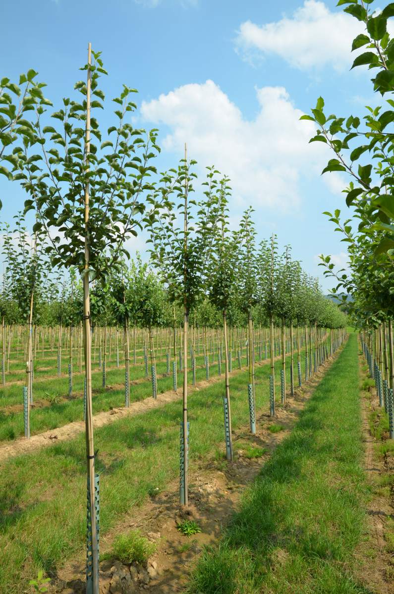Apfel Ontario