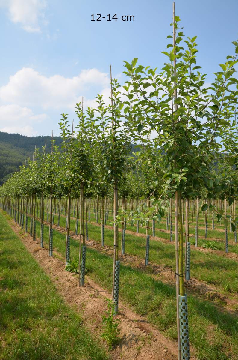 Große Obstbäume – Säulenobst – Kleinbaum – Gartenbaum – Terrassenbaum – Ausgleichspflanzung ...