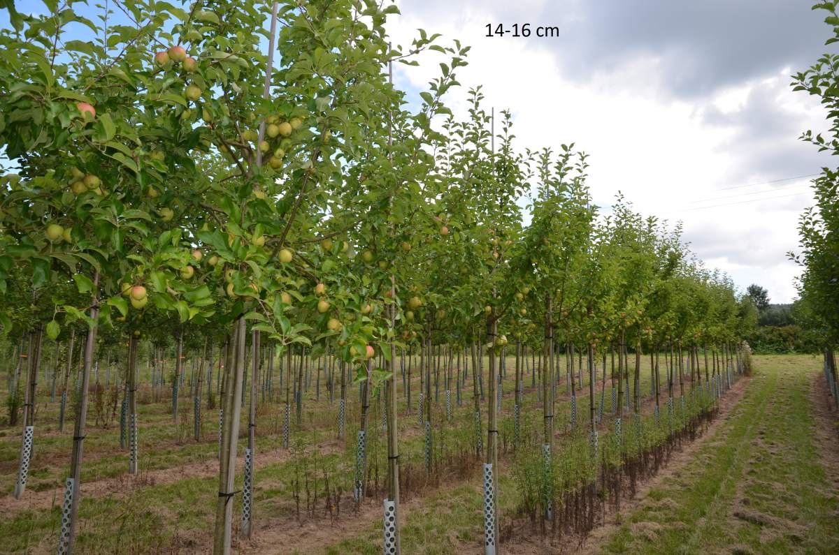 Kinderapfel, Apfelbaum Gärten schmale kleiner für