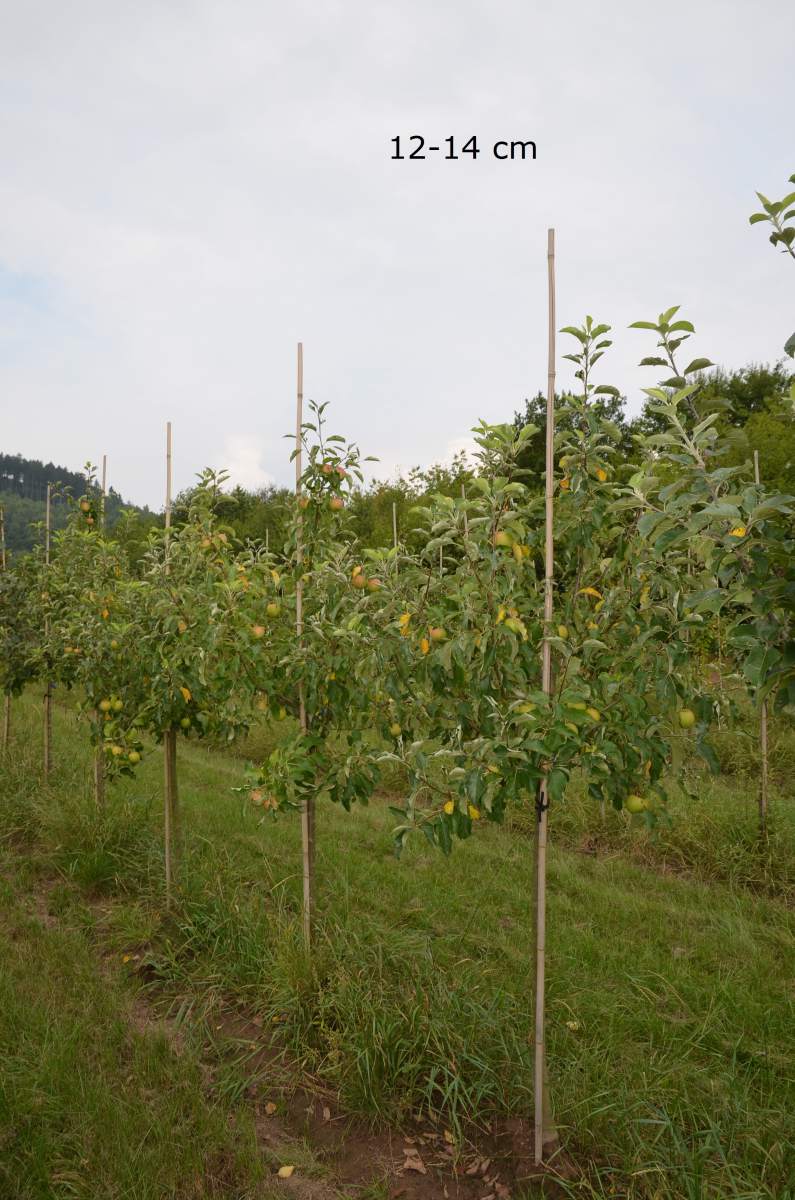 kleiner Kinderapfel, für Gärten schmale Apfelbaum