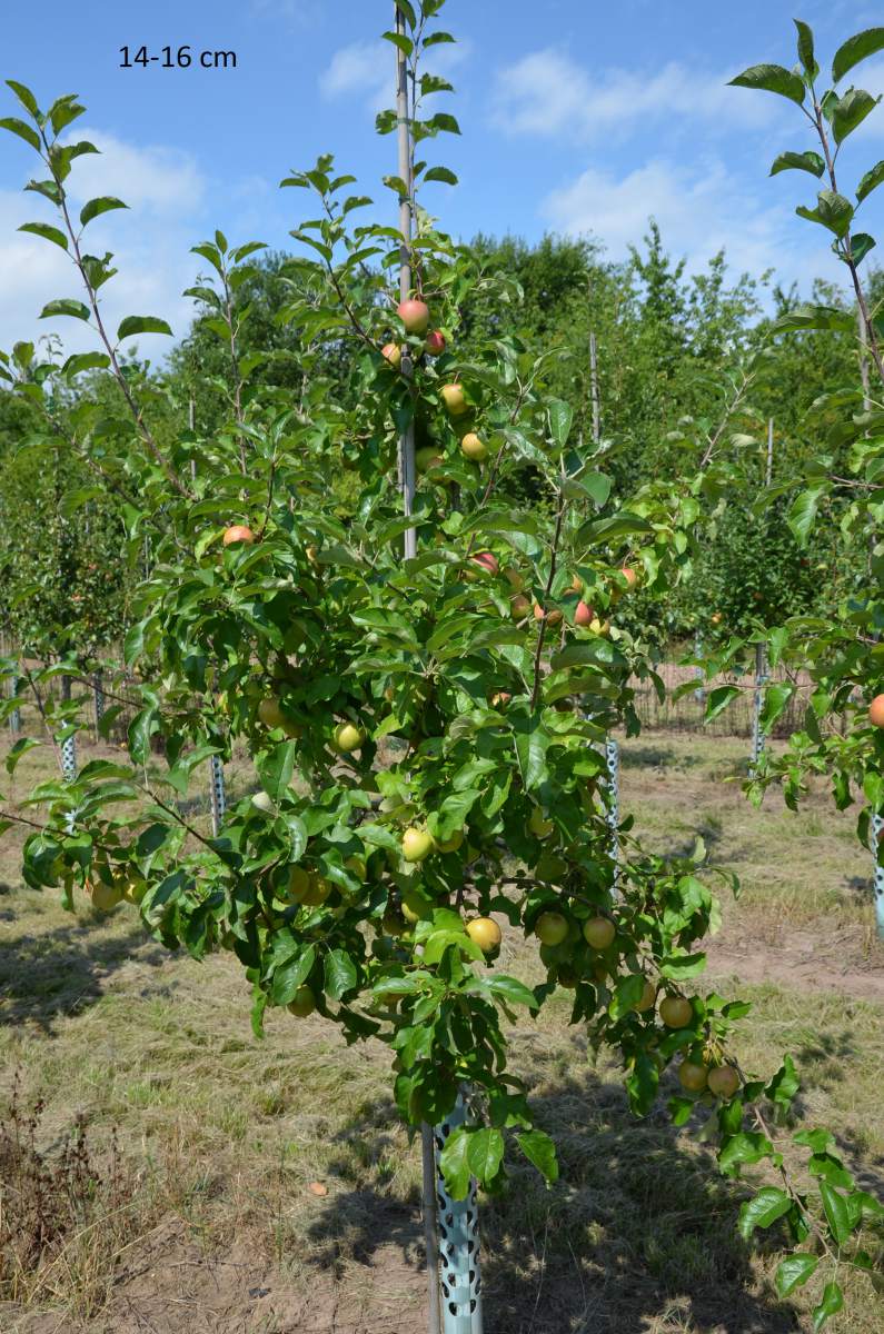 Apfelbaum für Gärten kleiner schmale Kinderapfel,