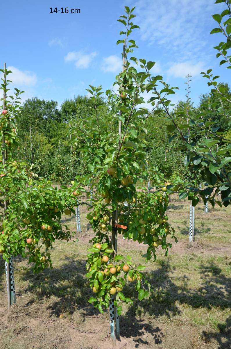Gärten für Kinderapfel, Apfelbaum kleiner schmale