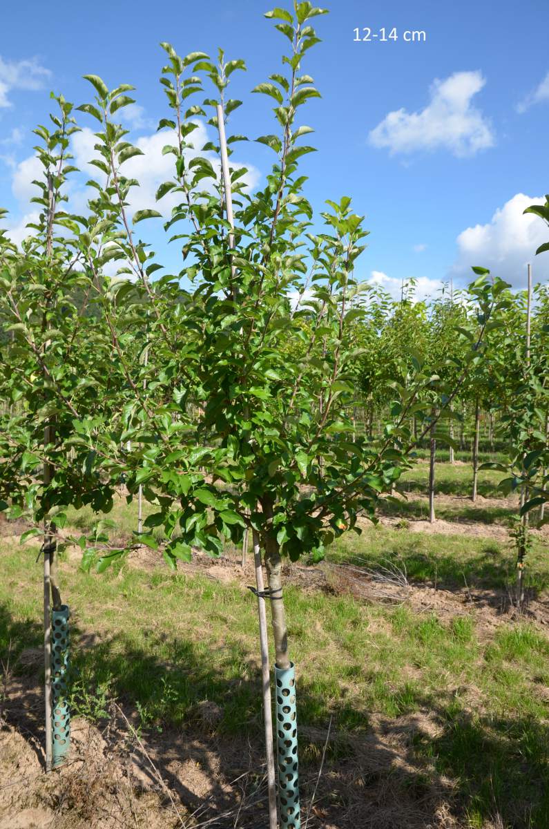 Kinderapfel, kleiner Apfelbaum für schmale Gärten