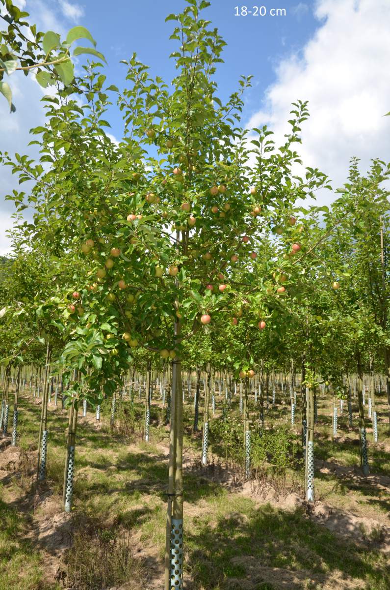 Kinderapfel, kleiner Apfelbaum für schmale Gärten