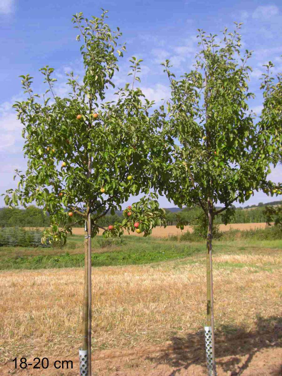 Kinderapfel, Apfelbaum kleiner Gärten schmale für