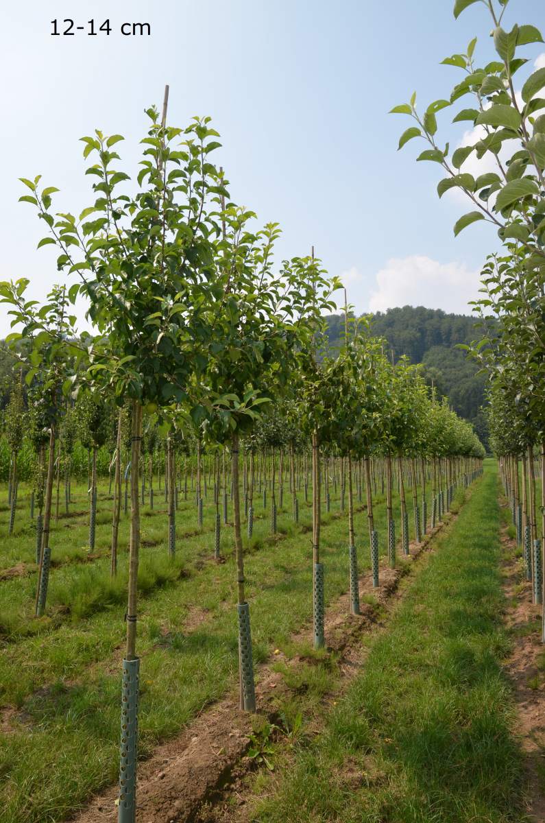 kleiner Kinderapfel, schmale für Gärten Apfelbaum