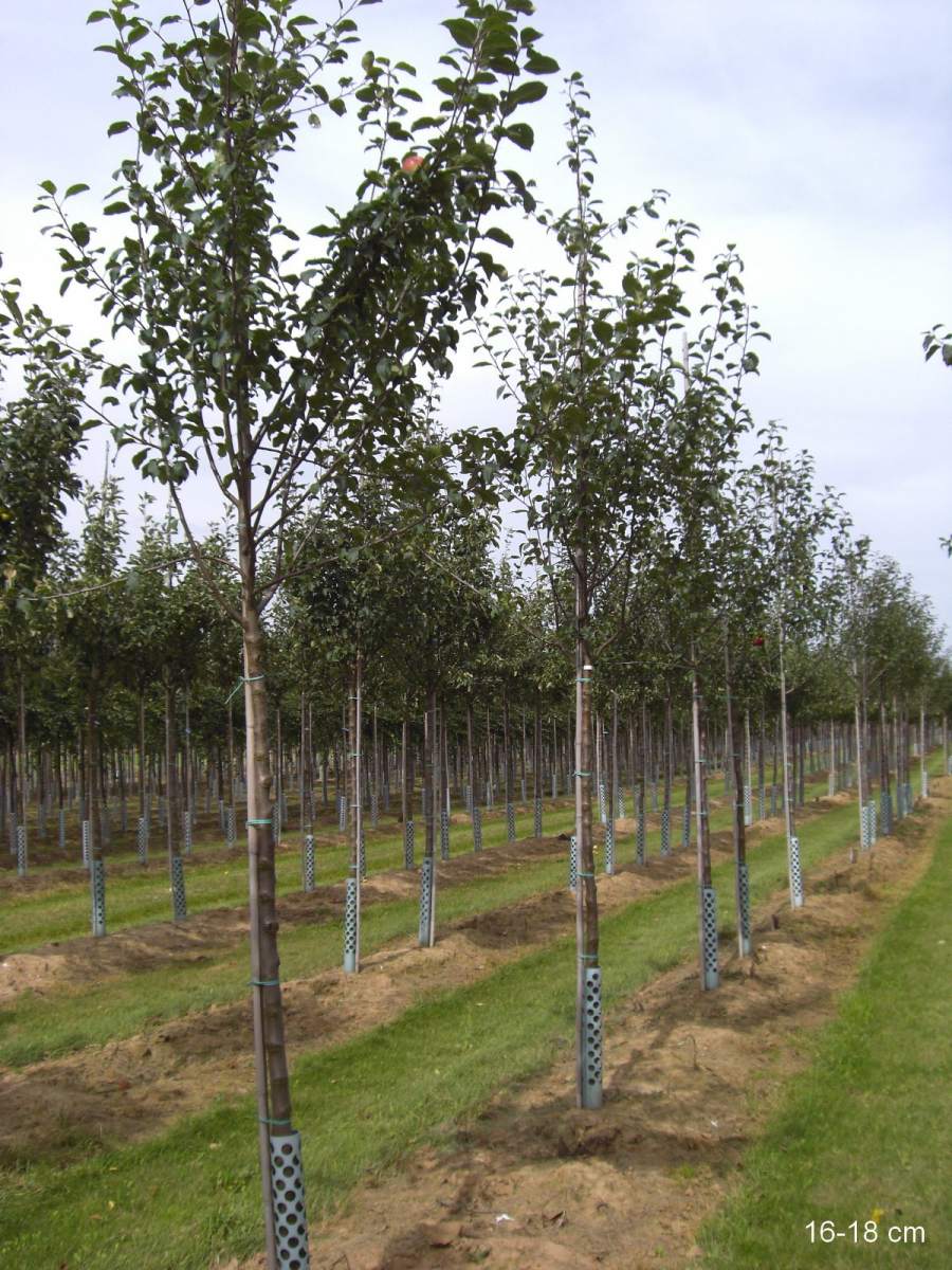 Apfel: Rote Sternrenette