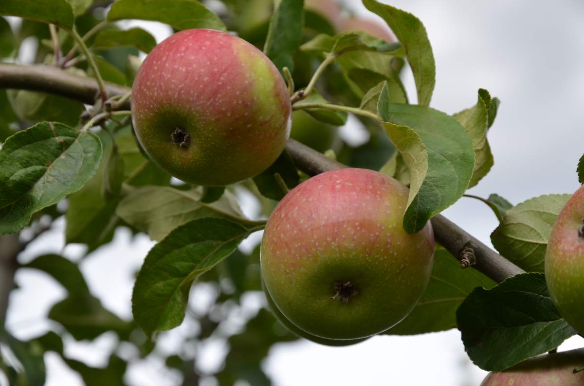 Apfel: Rote Sternrenette