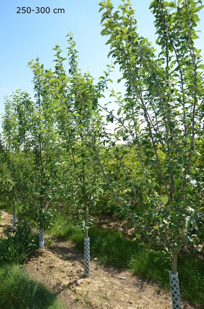 Apfel: Rote Sternrenette