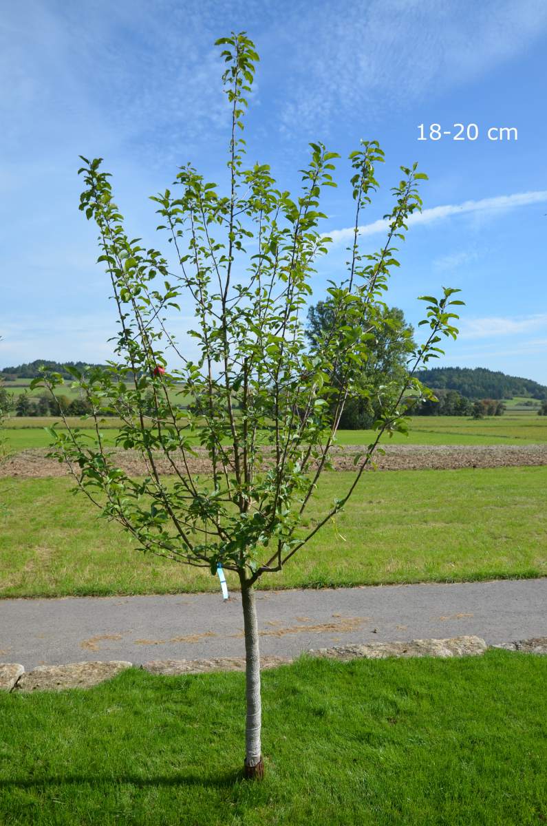 Apfel: Rote Sternrenette