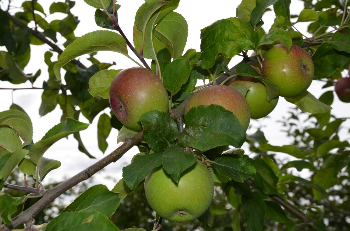 Apfel: Rote Sternrenette