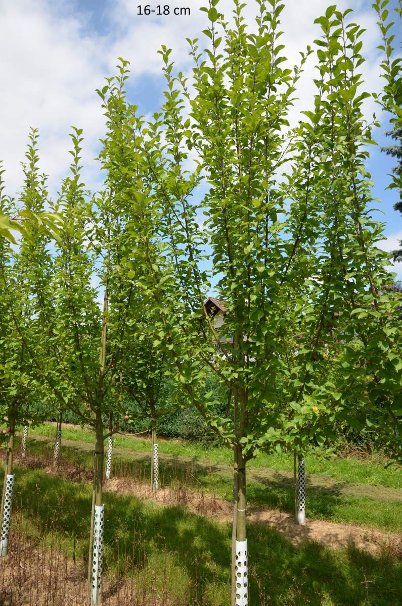 Apfel: Rote Sternrenette