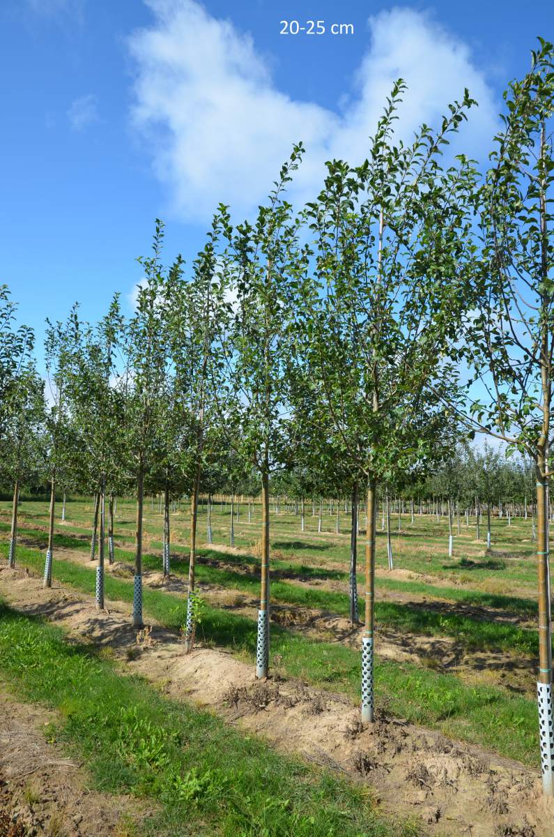 Apfel: Rote Sternrenette