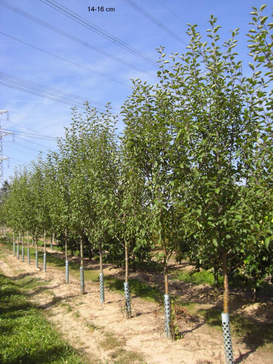 Apfel: Rote Sternrenette