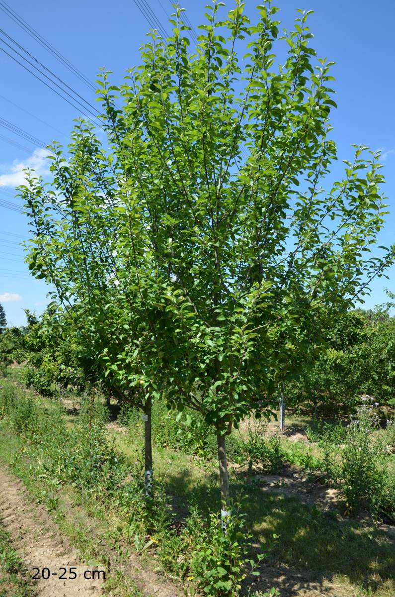 Apfel: Rote Sternrenette