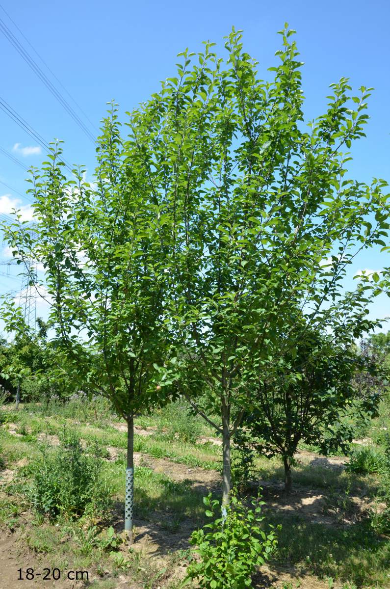 Apfel: Rote Sternrenette