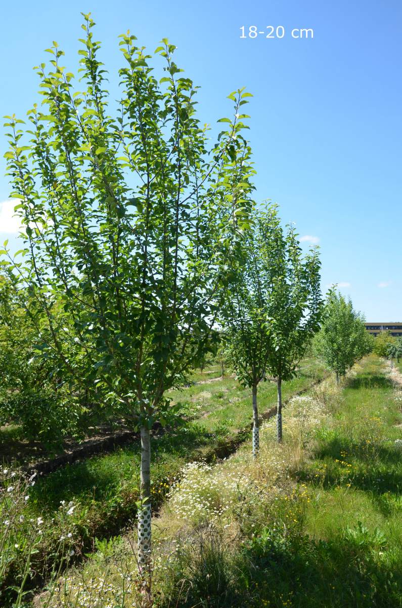 Apfel: Rote Sternrenette