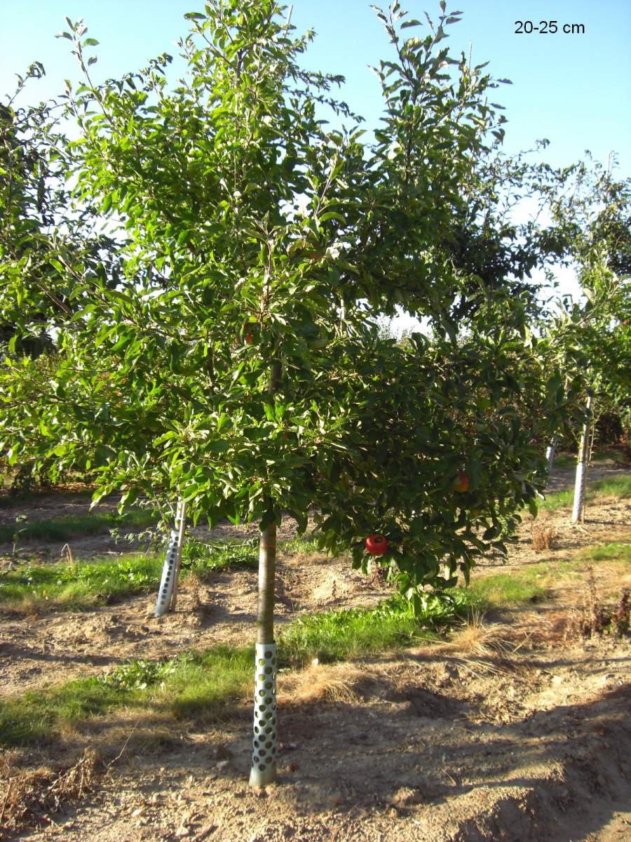 Apfel: Roter Berlepsch