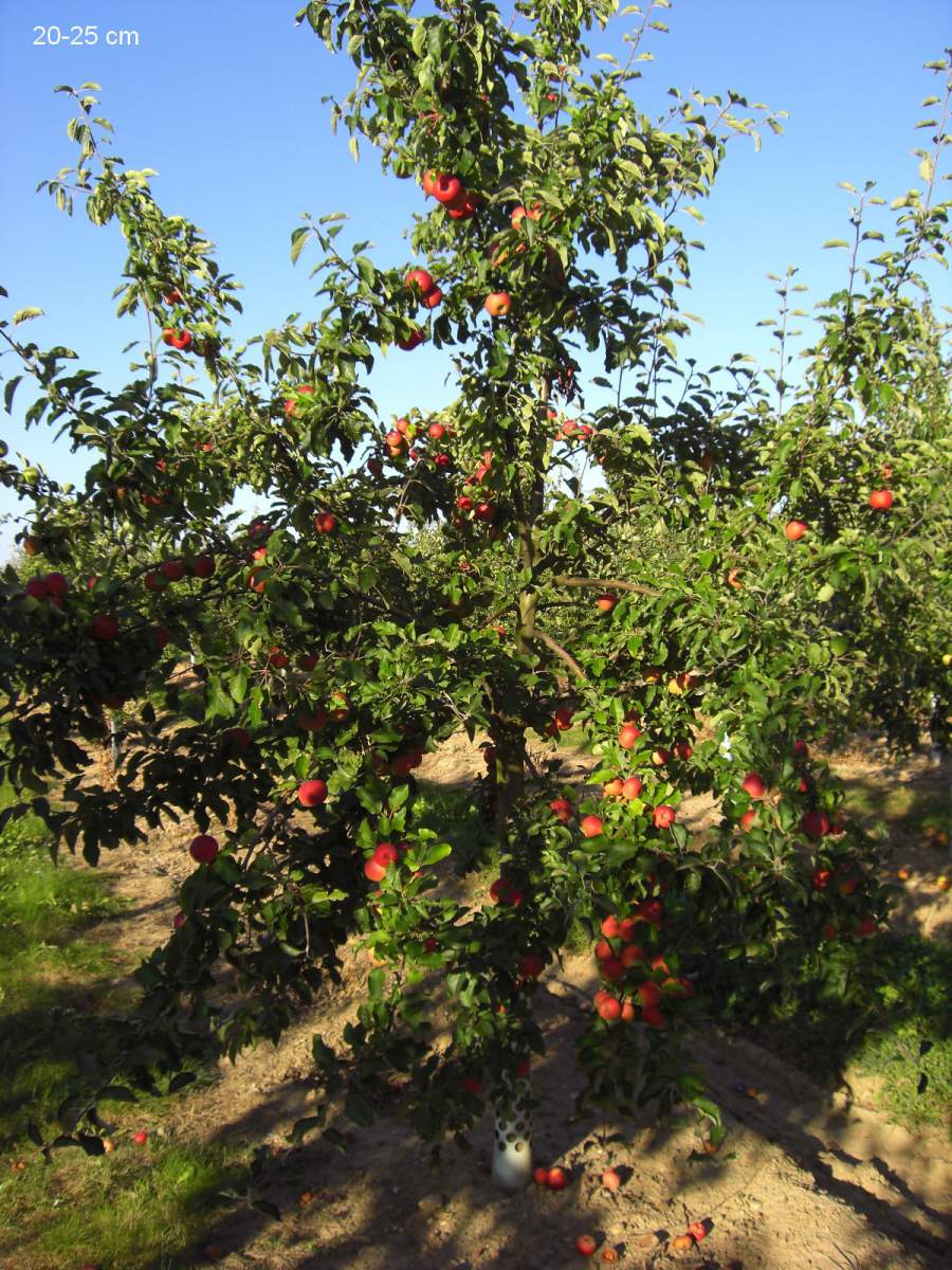 Apfel: Roter Berlepsch