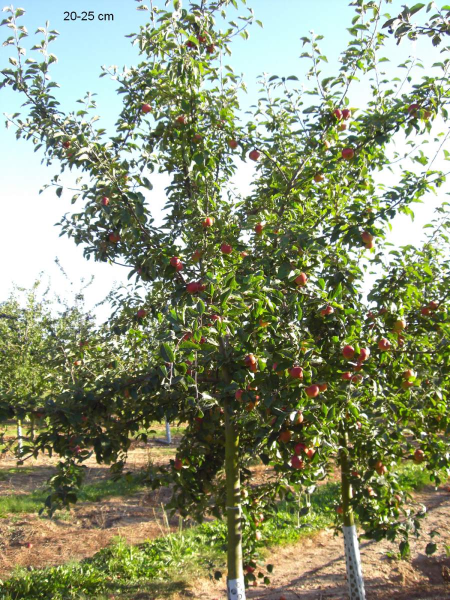 Apfel: Roter Berlepsch