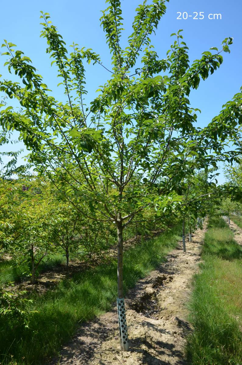 Apfel: Roter Berlepsch