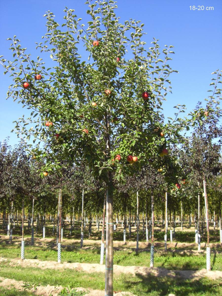 Apfel: Roter Berlepsch