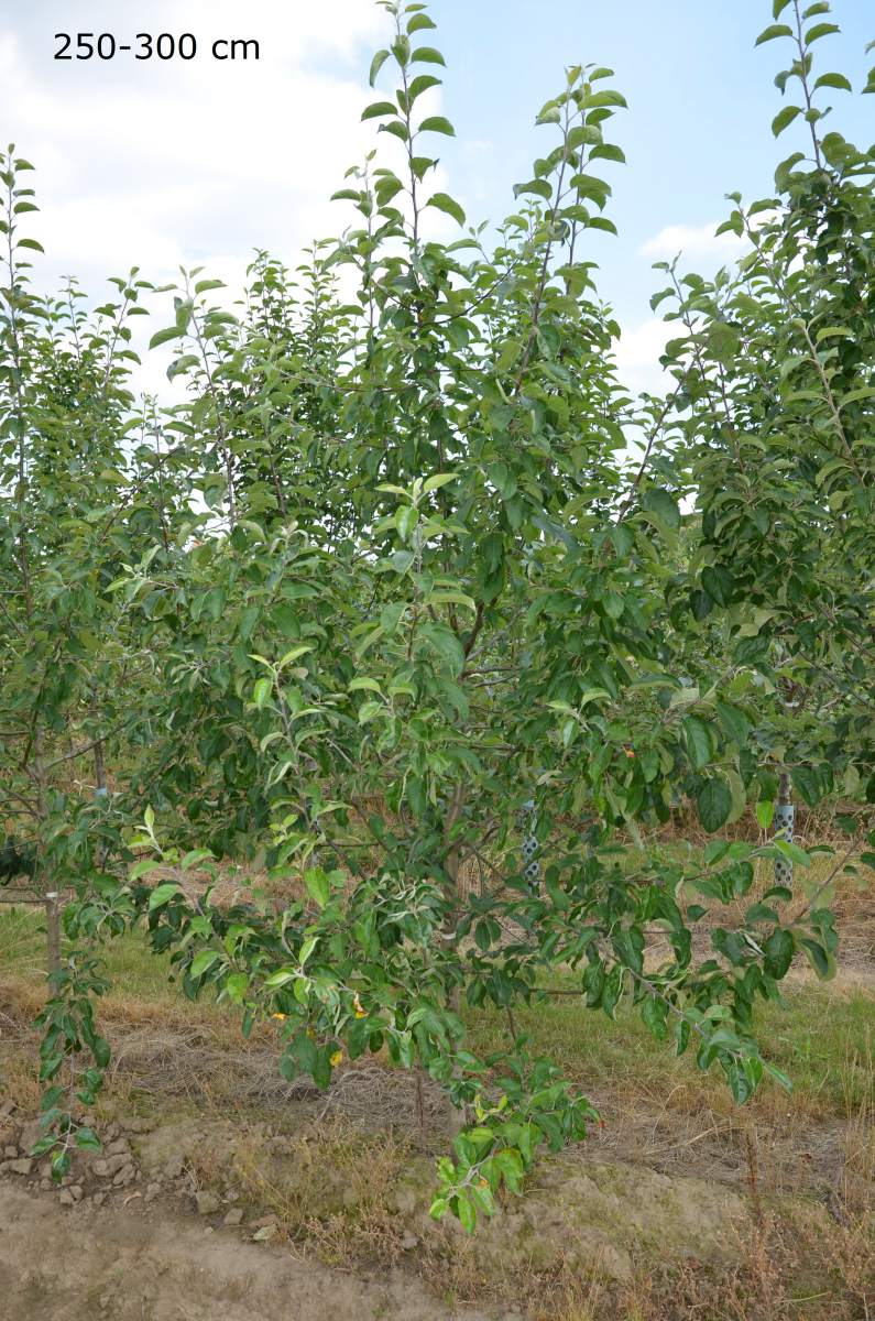 Apfel: Roter Berlepsch