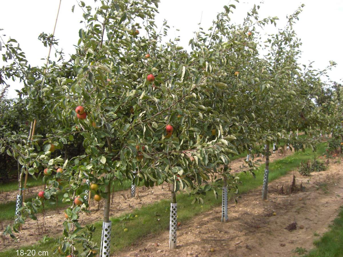 Apfel: Roter Boskoop