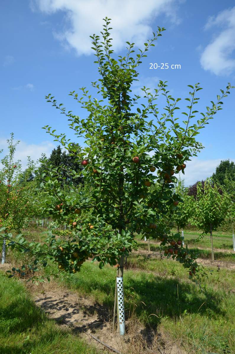 Apfel: Roter Boskoop