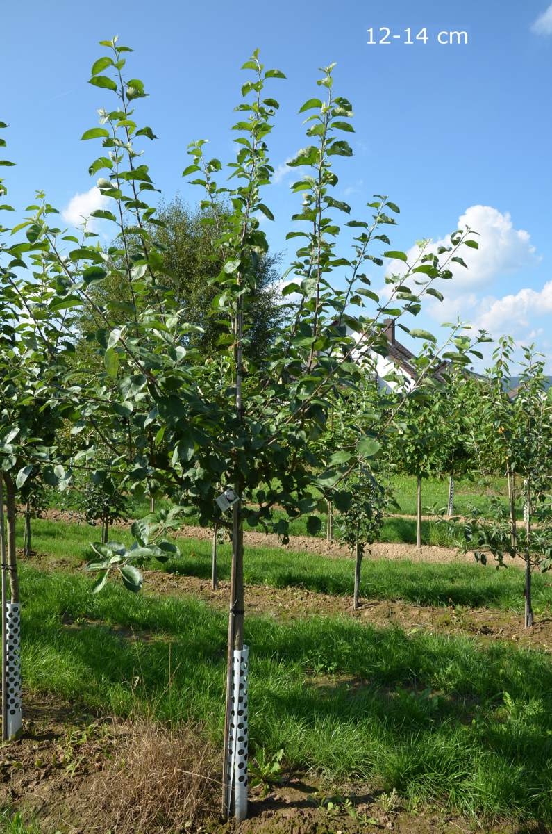 Apfel: Roter Boskoop