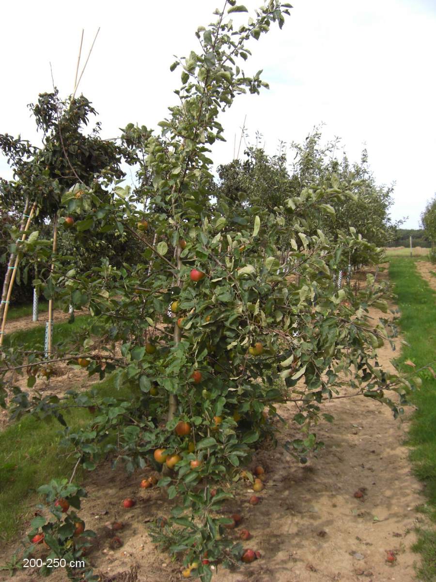 kaufen großer Baum Apfelbaum Roter Boskoop