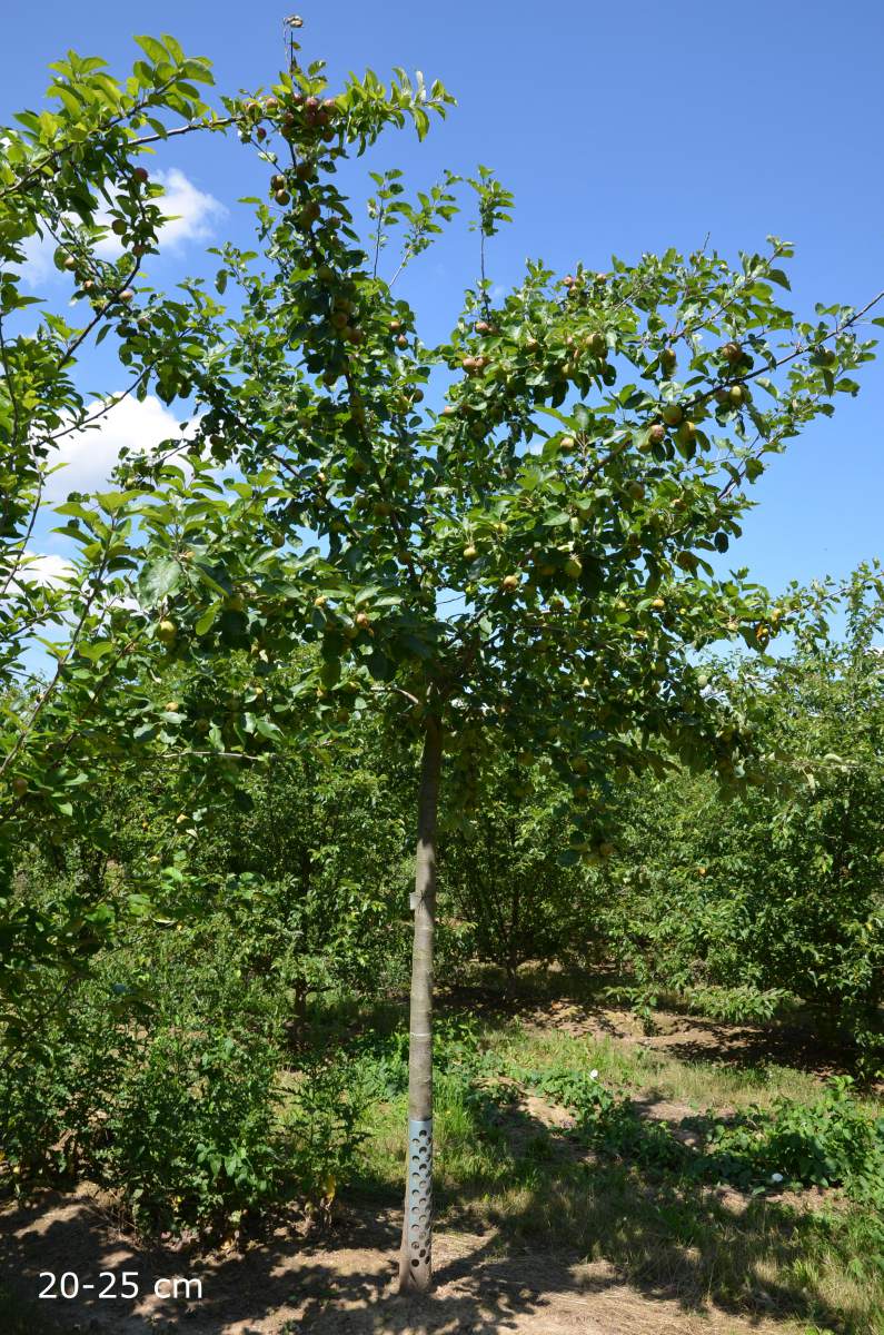 Apfelbaum Roter Boskoop großer Baum kaufen