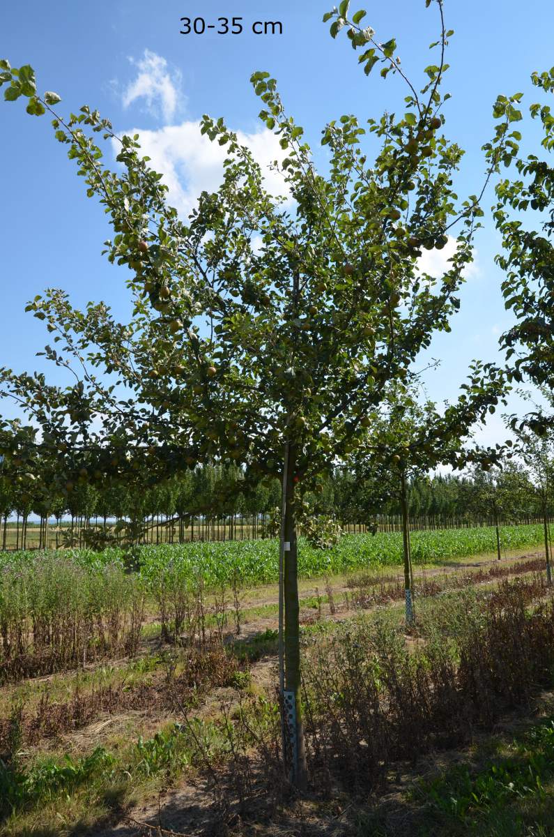 Apfelbaum Boskoop großer kaufen Baum Roter