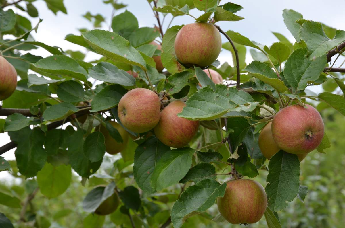 Apfel: Roter Boskoop