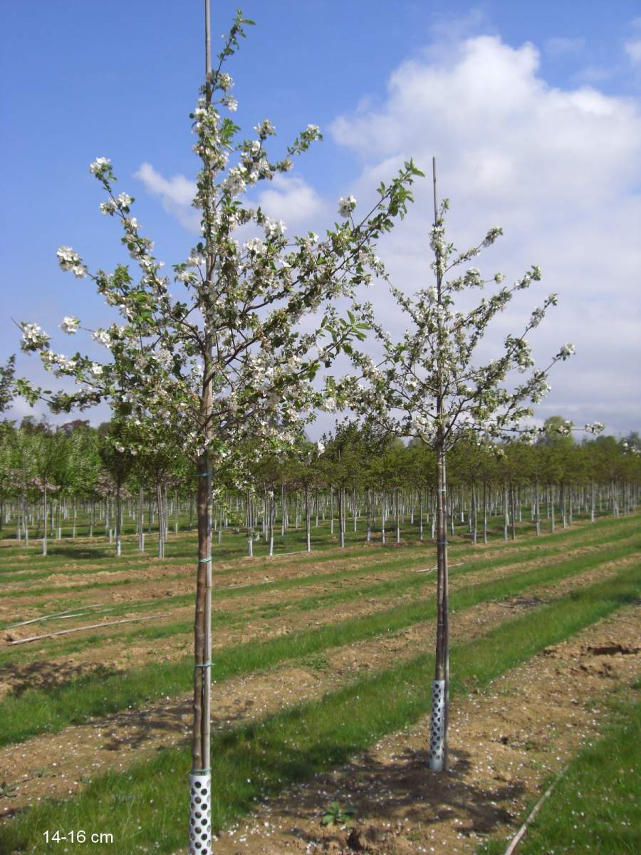 Apfel: Roter Boskoop