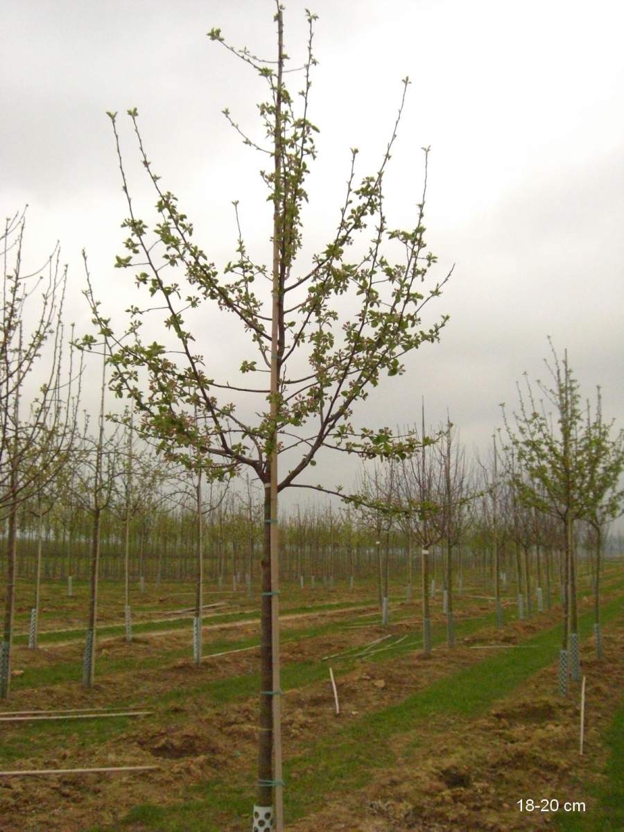 Apfel: Roter Boskoop