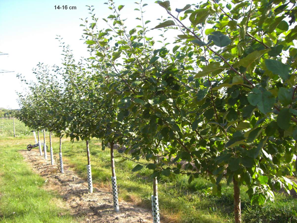 Apfelbaum Roter Boskoop großer Baum kaufen