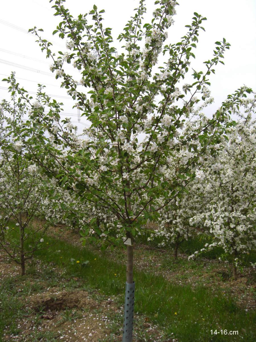 großer Apfelbaum Boskoop kaufen Roter Baum